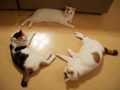 いよいよ一月もおわりですね_c0139575_125010.jpg