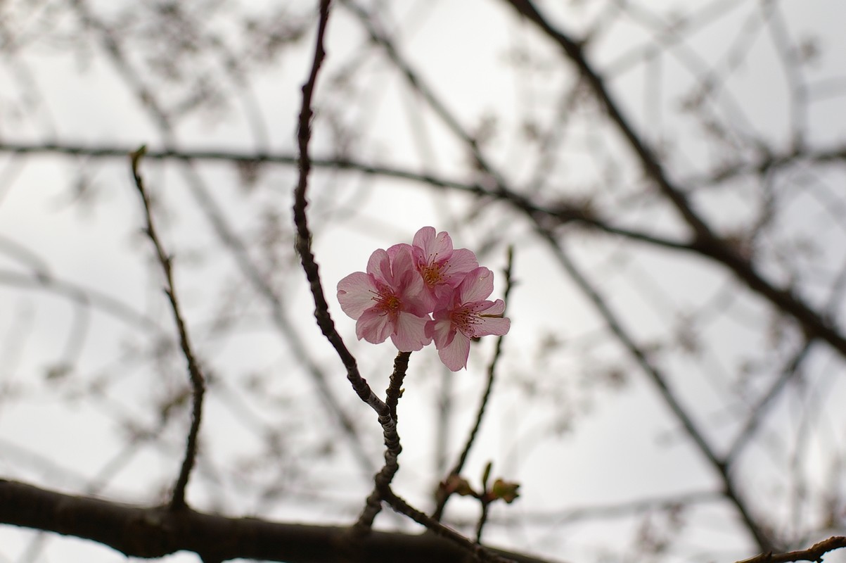 河津桜_d0130980_2354942.jpg