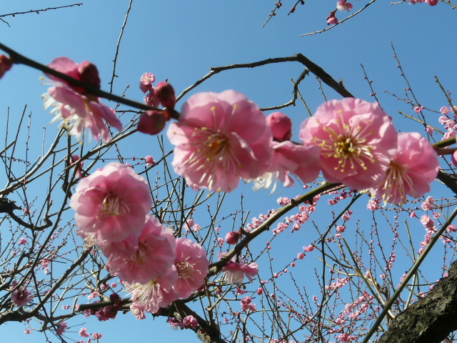 小石川植物園の梅 のん木草 みどり見て歩き
