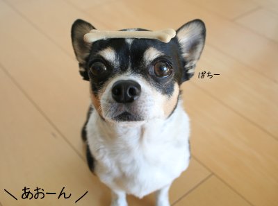 正しい犬の撮り方_c0201883_022642.jpg