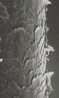 e0131083_85304.jpg