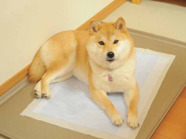 可哀想なかぼちゃん。_a0126590_23221871.jpg