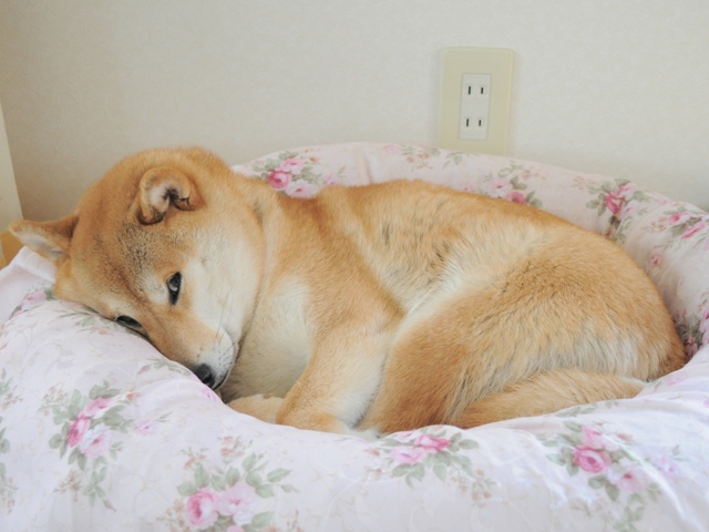 可哀想なかぼちゃん。_a0126590_23232362.jpg