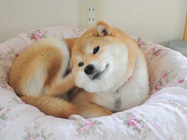 可哀想なかぼちゃん。_a0126590_23242240.jpg