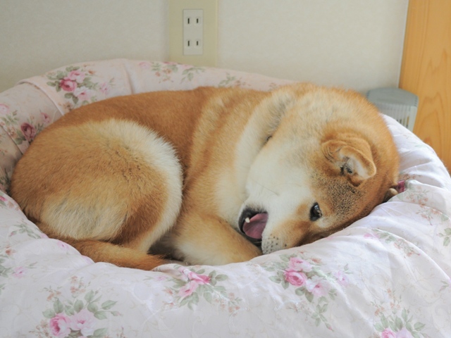 可哀想なかぼちゃん。_a0126590_2324315.jpg