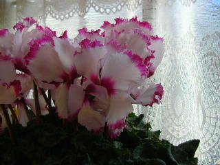 c0029190_15441038.jpg