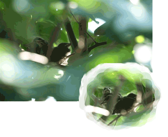 f0059491_21570100.gif