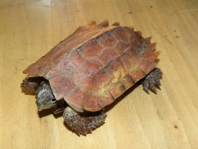 スペングラーヤマガメ（ワイルド個体♂） ￥25000 SOLD OUT