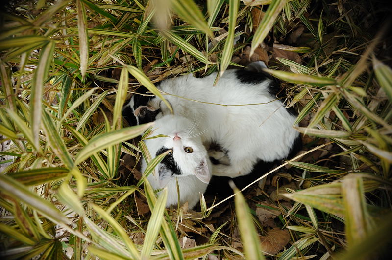 街角ニャンコ・嬉しい別れ_f0032011_18492950.jpg