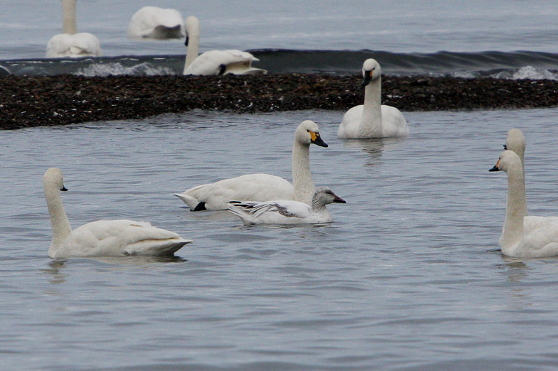 ハクガン幼鳥_f0178716_22230.jpg