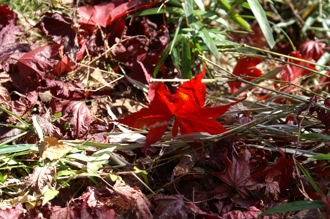 11月23日　最上山公園もみじ山_b0173224_12524049.jpg