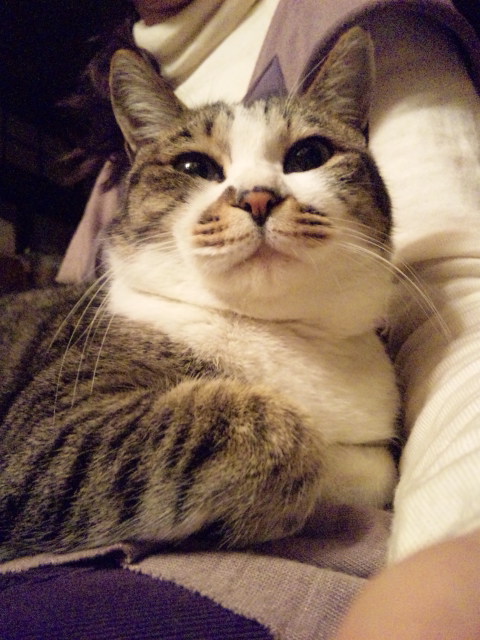 猫はそれぞれまるくなる。_f0165126_2318663.jpg