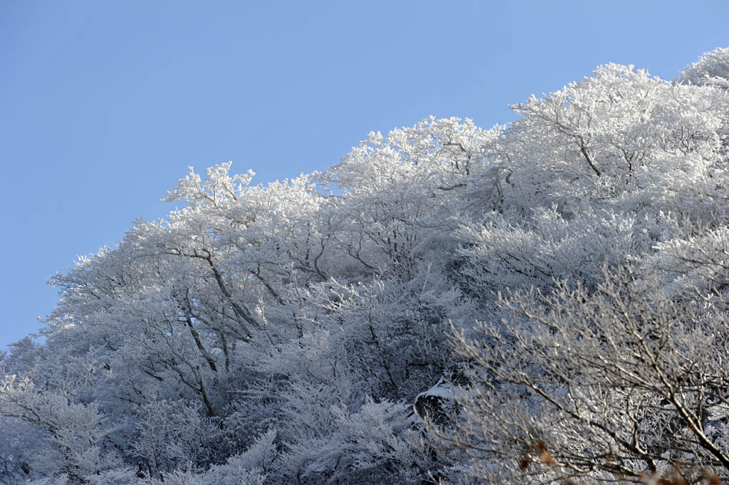 ★牧ノ戸峠の樹氷　１_b0023047_5562087.jpg