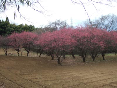 小山田緑地　春の萌し_a0123248_2215742.jpg