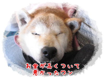サイが残していったもの_c0049950_1552465.jpg