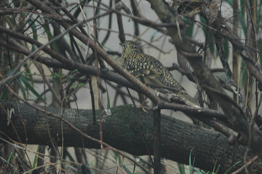 雨の鳥観？_f0124451_415459.jpg