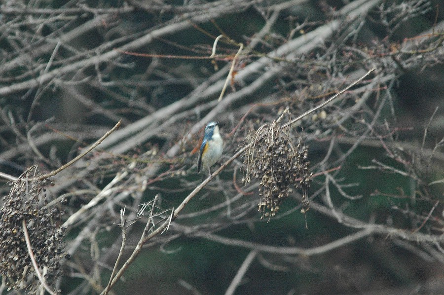 雨の鳥観？_f0124451_473882.jpg