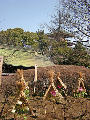 2月1日　上野散歩2010 上野東照宮“冬牡丹”_a0001354_2153596.jpg