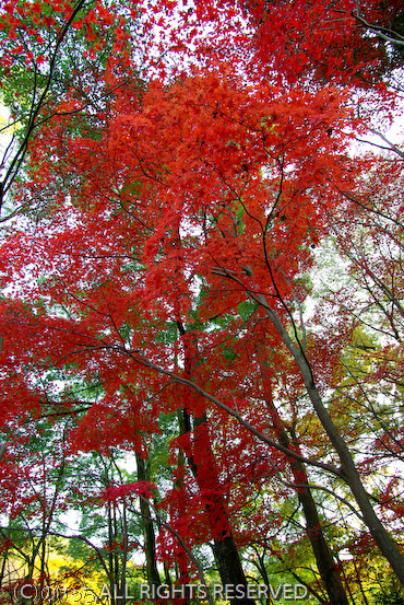 生田緑地の紅葉　その１_b0136768_1044016.jpg