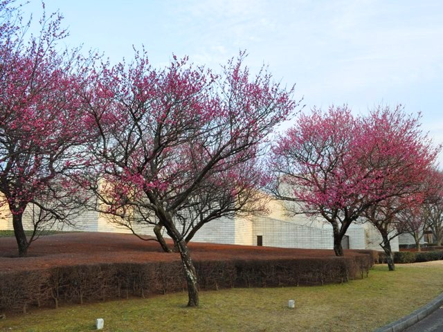 紅梅と雪降り_a0126590_220058.jpg