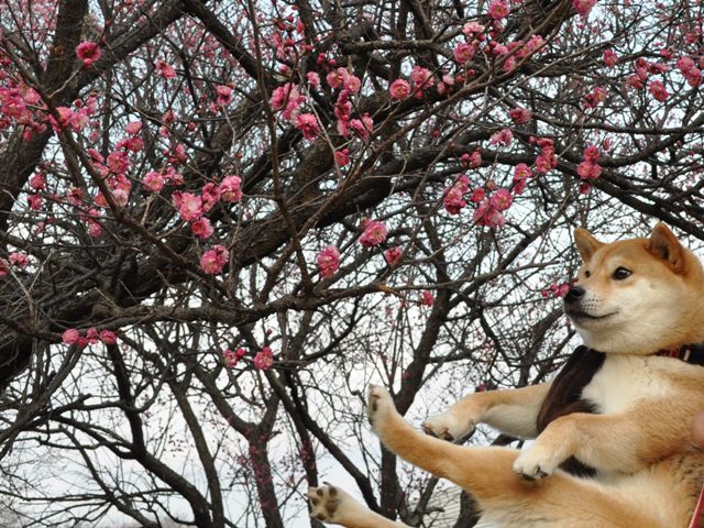 紅梅と雪降り_a0126590_2201640.jpg