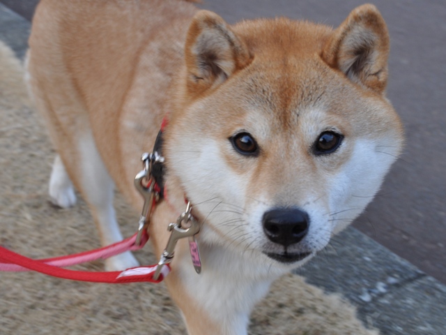 紅梅と雪降り_a0126590_2224159.jpg