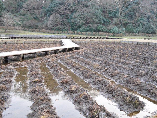 紅梅と雪降り_a0126590_2225423.jpg