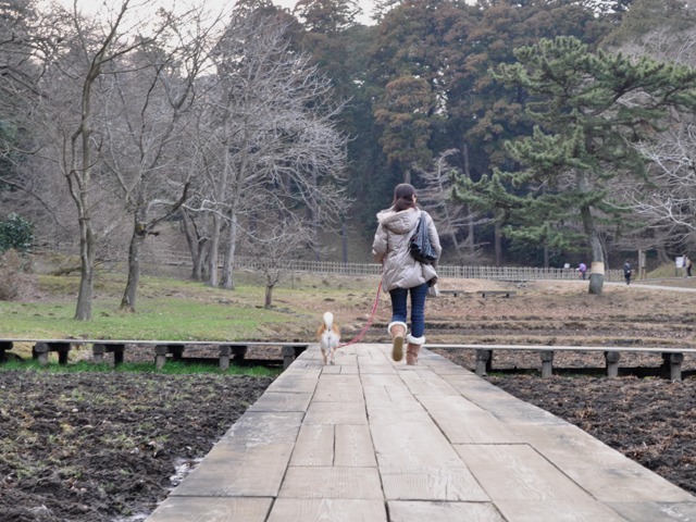 紅梅と雪降り_a0126590_2244027.jpg