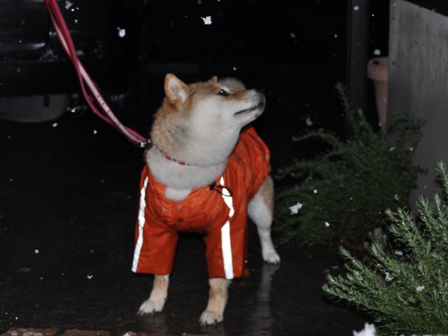 紅梅と雪降り_a0126590_2285010.jpg