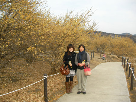 臘梅_c0066693_942035.jpg