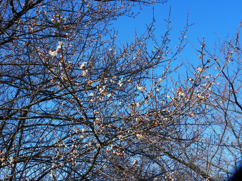 ウメ（舞鶴公園 2010/01/26撮影）_f0204094_10521366.jpg