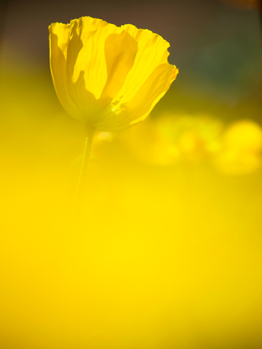 Spring yellow_c0140196_11335089.jpg