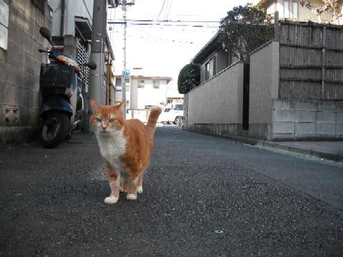 なんだか仲良しなふたり・・・と小さなシャー_d0053201_121144.jpg