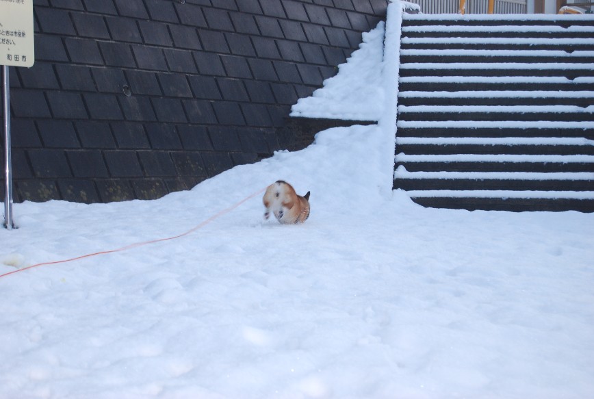 雪積もったねえ～_f0101201_21342424.jpg