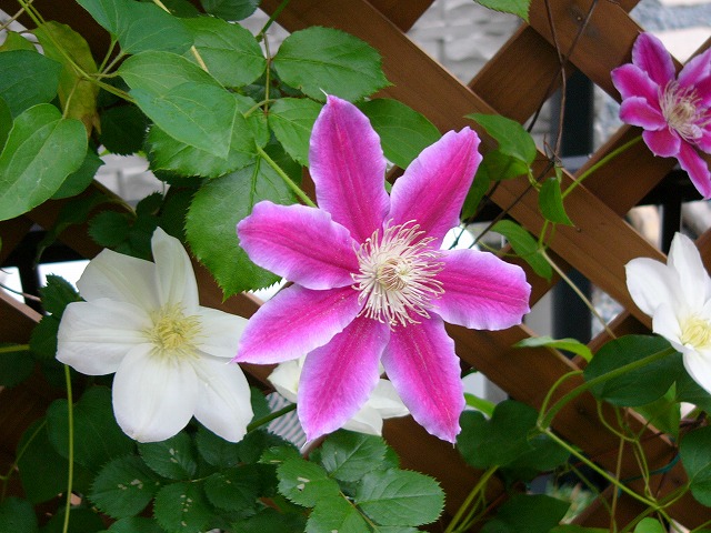 a0123003_20363546.jpg