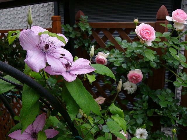 a0123003_20432381.jpg