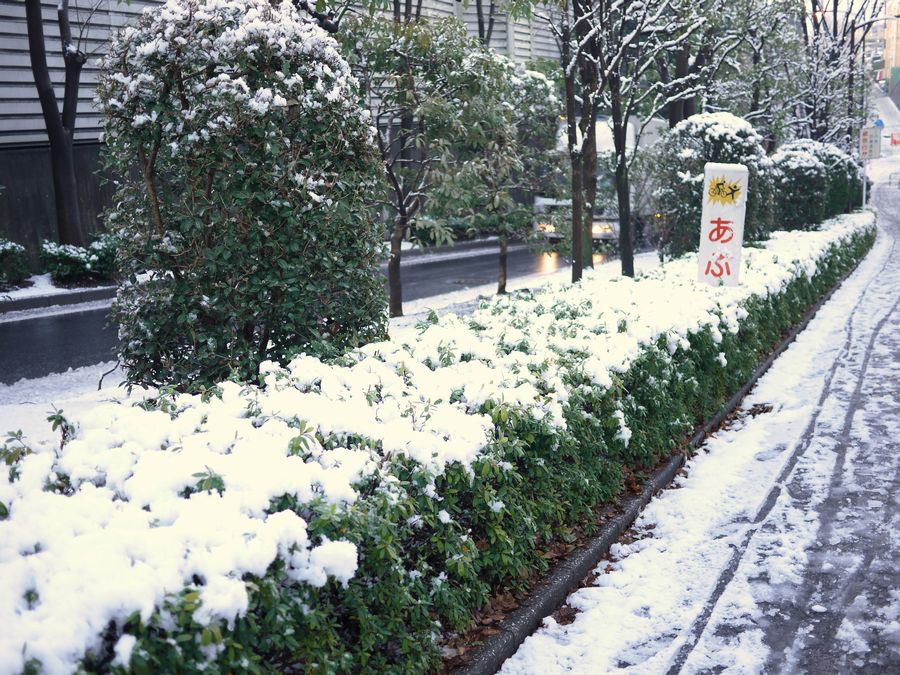 ある意味、理想的な雪・・_c0187503_22532569.jpg