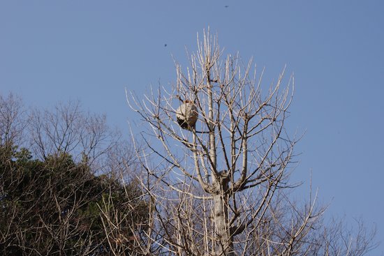 久良岐公園で見つけた！_a0143204_18454199.jpg