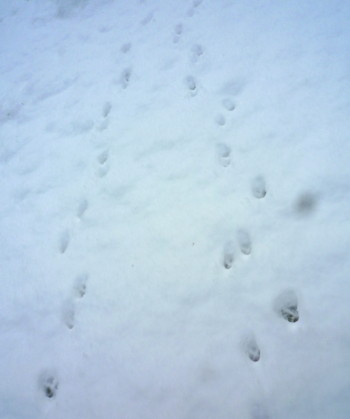 e0131506_23241648.jpg