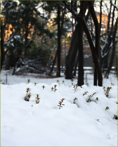 雪の朝_c0186410_2021880.jpg