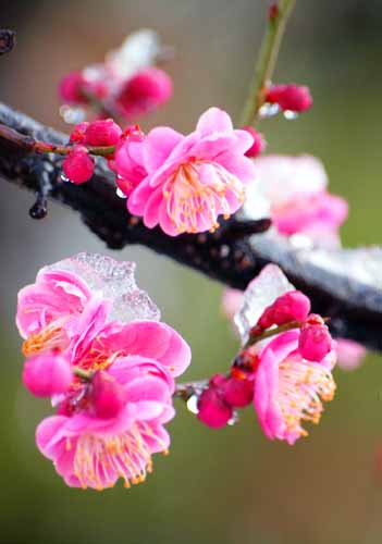 雪を脱ぐ紅梅　（２月２日　中野区上高田にて）_a0023315_14481324.jpg