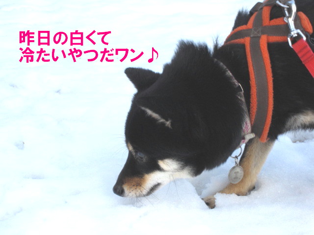 雪や～こんこん♪_c0185516_11332353.jpg