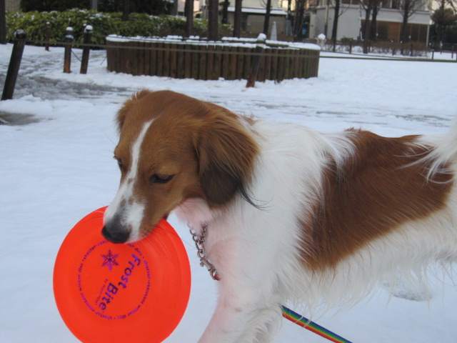 雪だー！犬は喜び…♪_a0117719_19592414.jpg