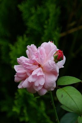 f0170524_11202856.jpg