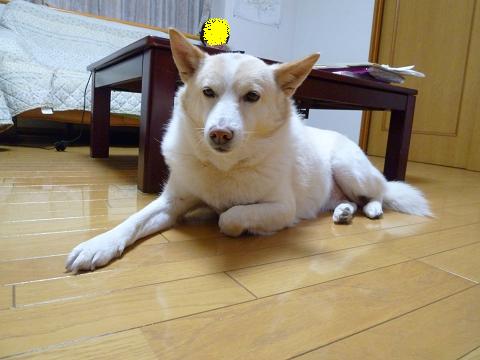 デカチワワは デカいまま 犬と暮らす日々 ときどき猫 デカチワワは デカいまま 犬と暮らす日々 ときどき猫