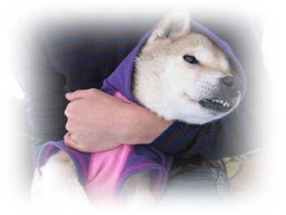 サイが残していったもの_c0049950_058116.jpg