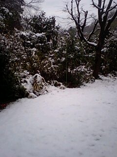 すっかり雪景色_f0045052_8284590.jpg