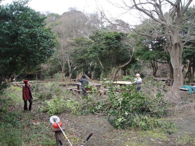 定例活動日「桜古木のツタ切り」_c0108460_18191675.jpg