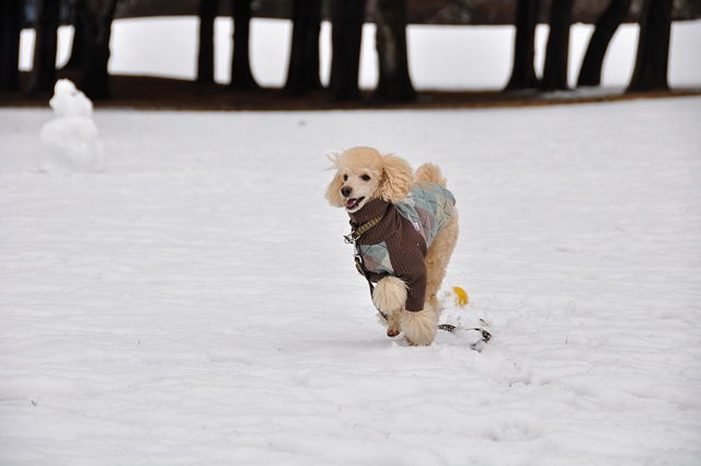 初めての雪遊び♪_b0131661_23344131.jpg