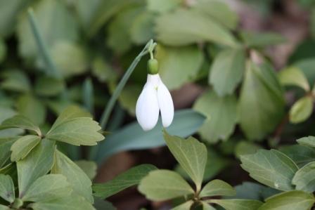 ご存じですか？この花の名前_a0117168_9431141.jpg